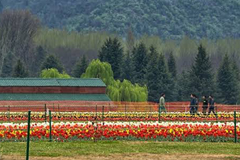 Kashmir Tourist Package